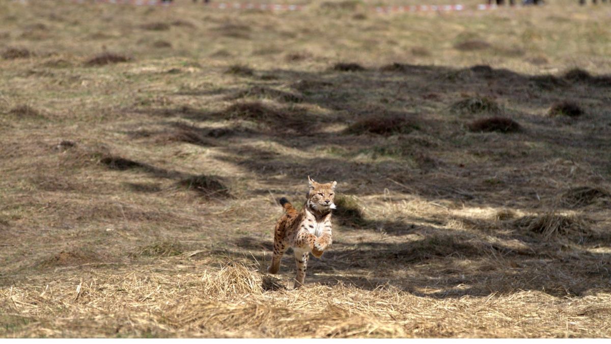 Illegally released lynx captured - NatureScot statement