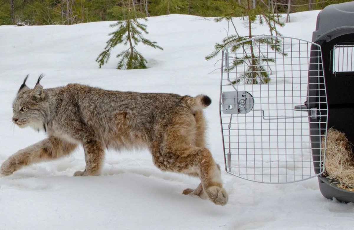 Illegally released lynx captured - NatureScot statement