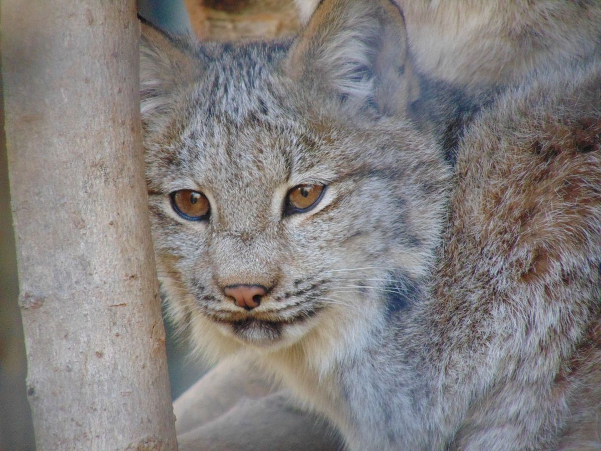 Illegally released lynx captured - NatureScot statement