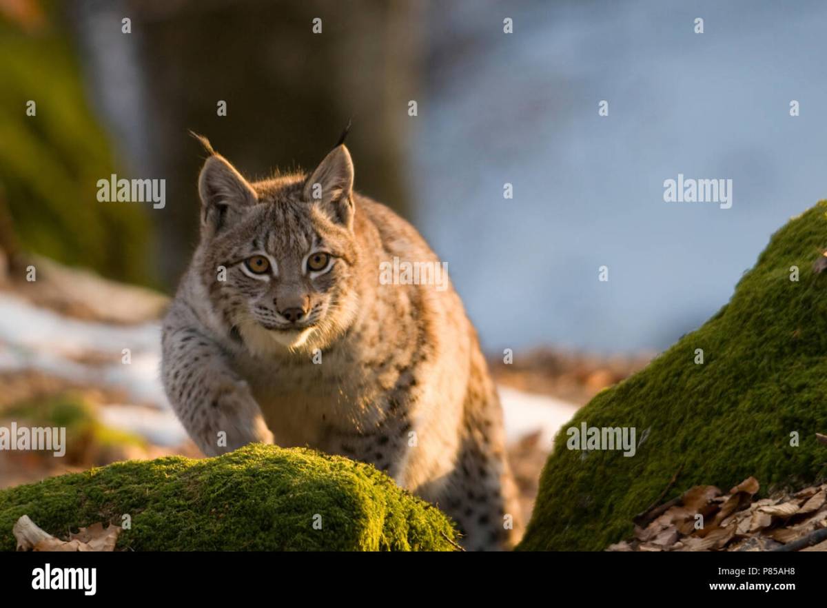 Illegally released lynx captured - NatureScot statement